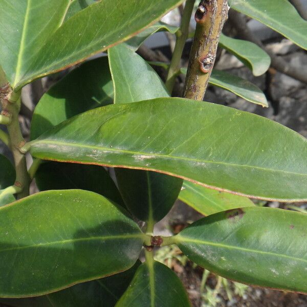 Acokanthera oppositifolia Leaf