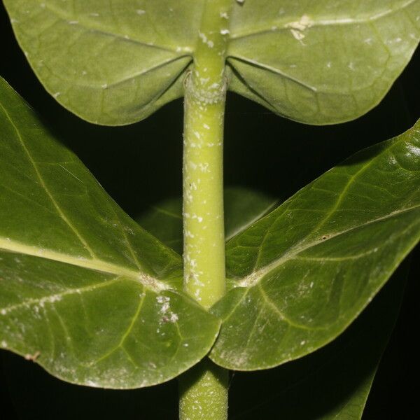 Calotropis procera Leht