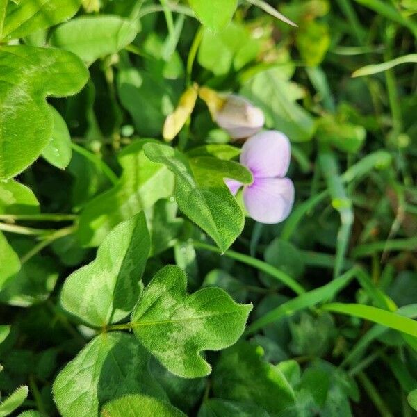 Vigna frutescens 葉