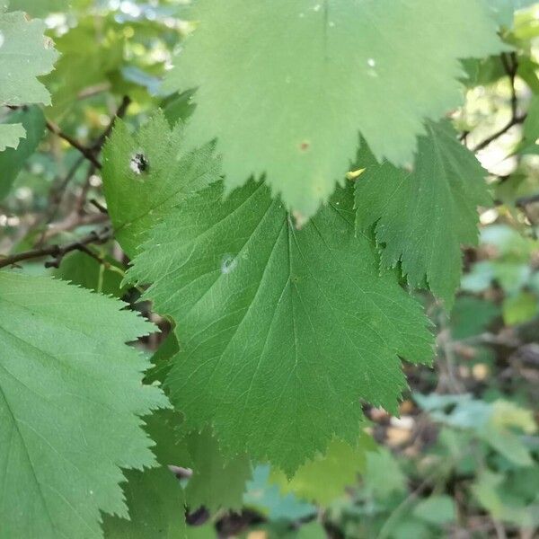 Crataegus submollis Yaprak