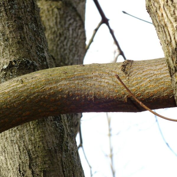 Fraxinus pennsylvanica Bark