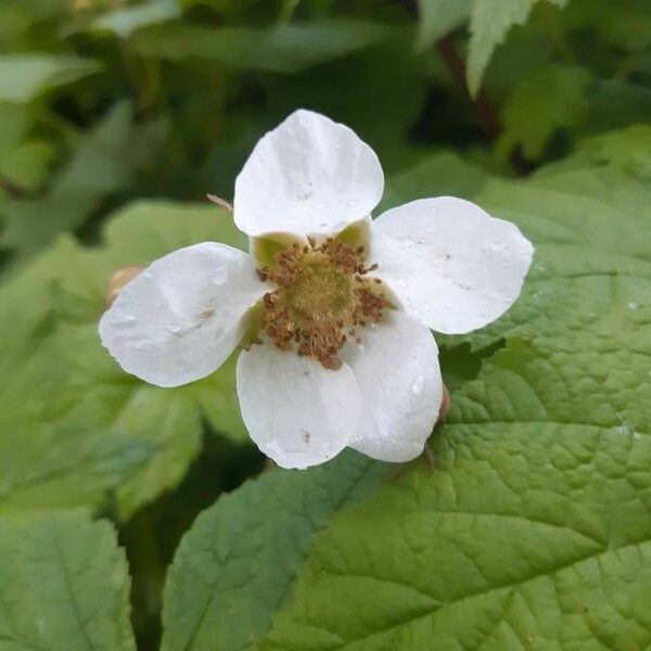 Rubus parviflorus Λουλούδι