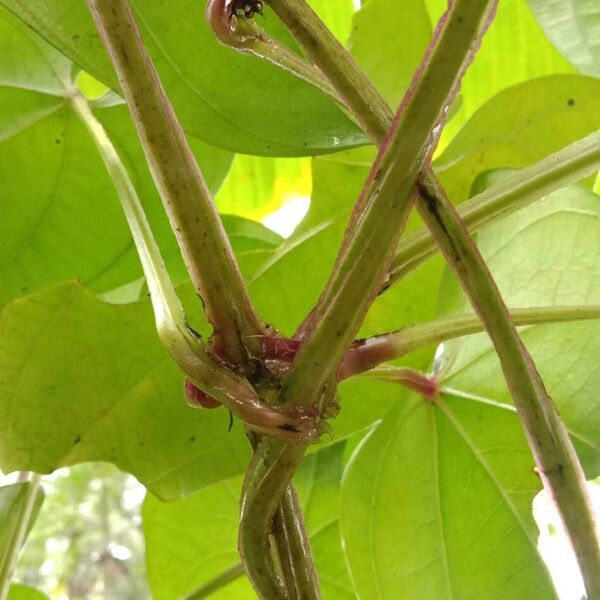 Dioscorea alata Rhisgl