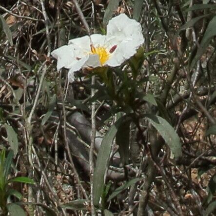 Cistus ladanifer फूल
