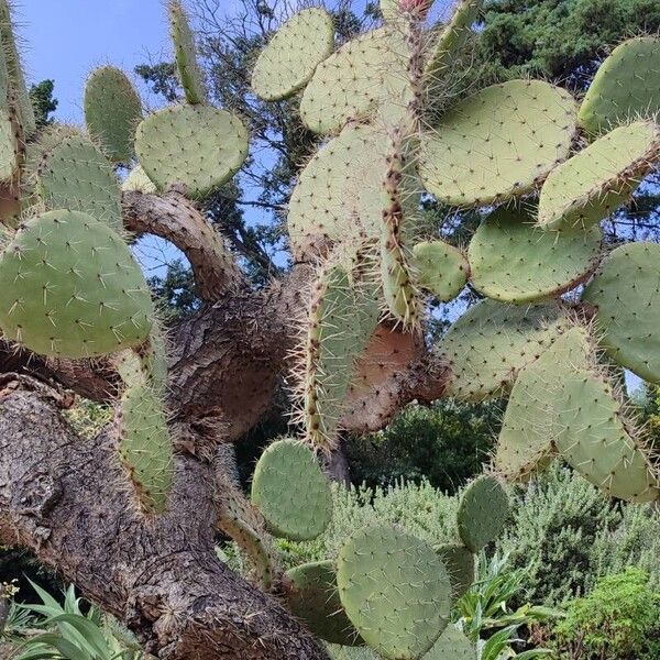 Opuntia robusta موطن