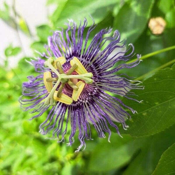 Passiflora incarnata Квітка