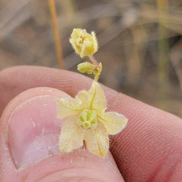 Mirabilis albida Flor