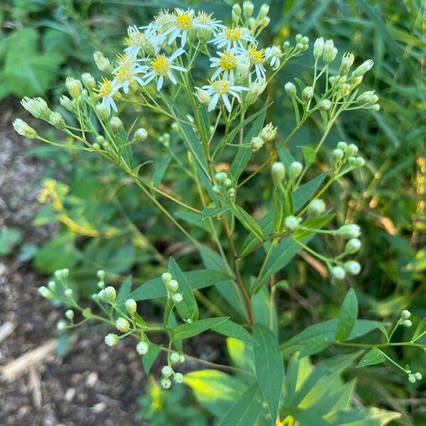 Doellingeria umbellata Leaf