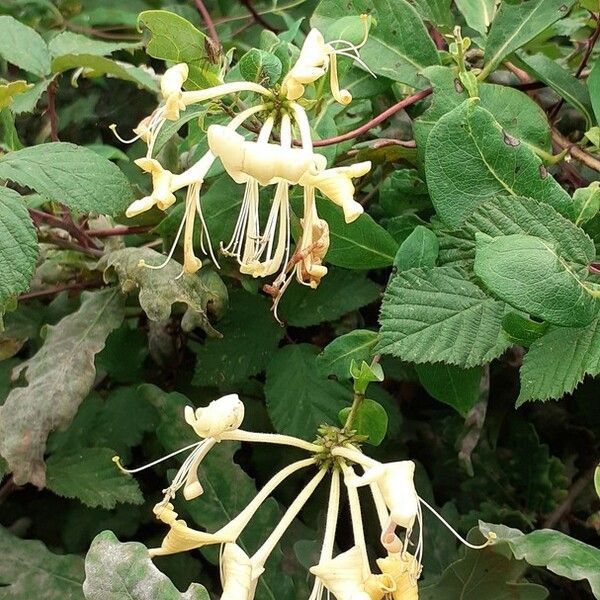 Lonicera periclymenum Blomma