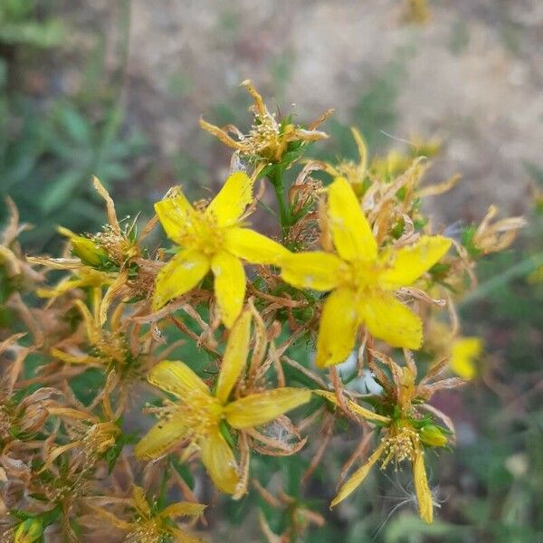 Hypericum perfoliatum Flor