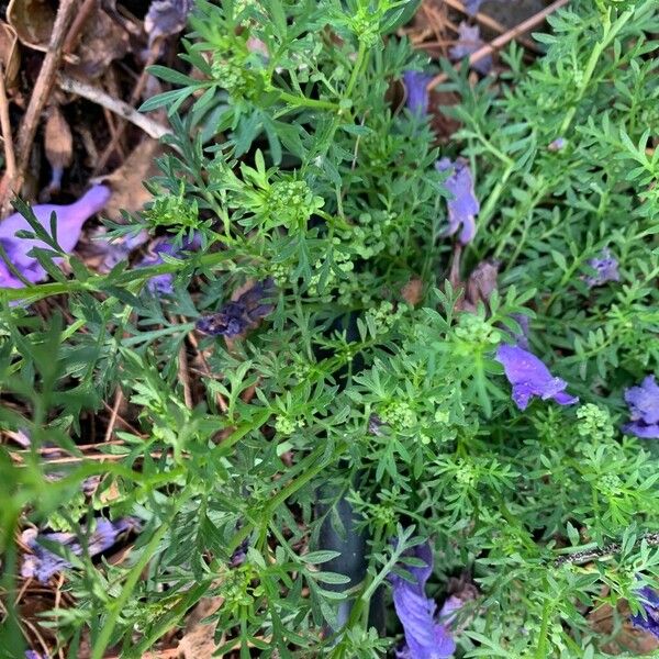 Lepidium didymum Hoja