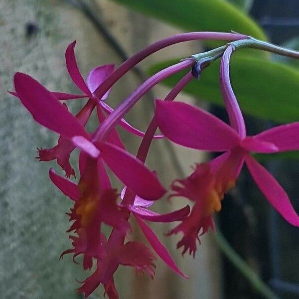 Epidendrum ibaguense Flower