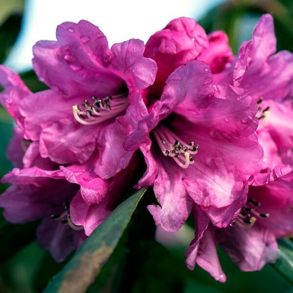Rhododendron anthosphaerum Flower