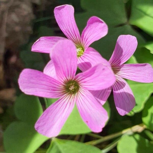 Oxalis debilis Квітка