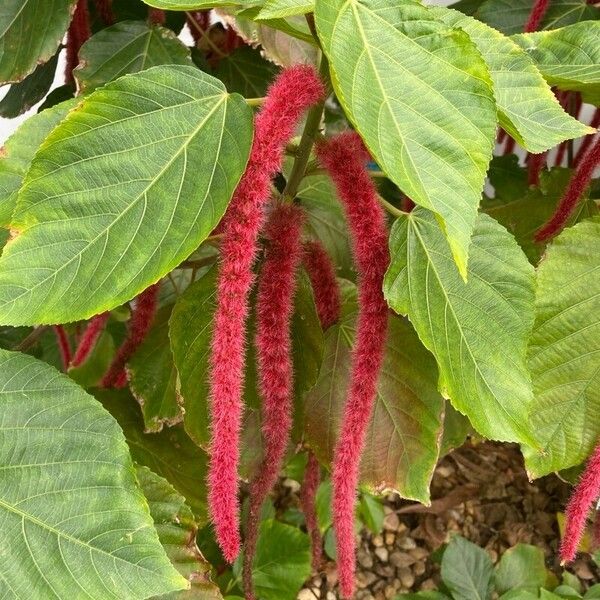 Acalypha hispida Blodyn