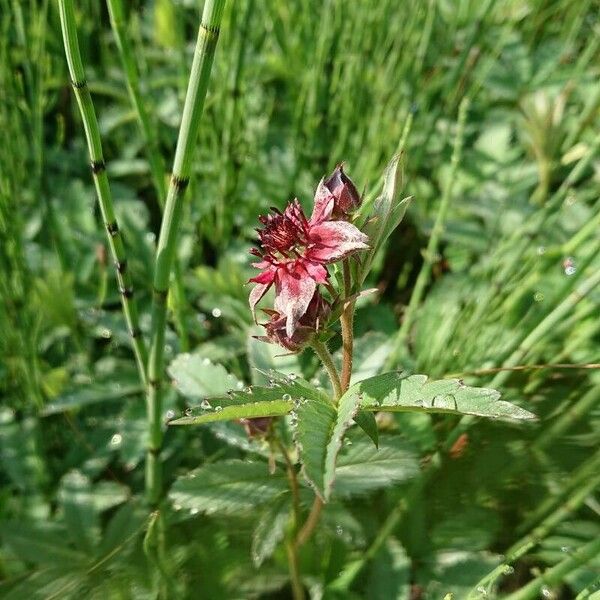 Comarum palustre Kwiat