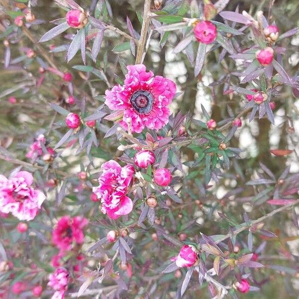 Leptospermum scoparium Flower