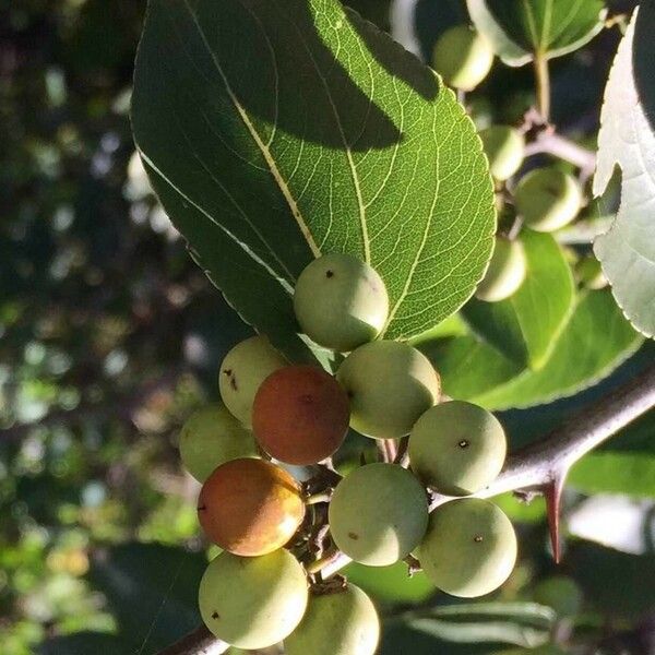 Ziziphus mucronata Fruit