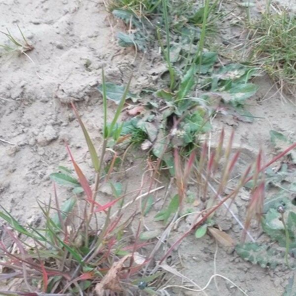 Bromus tectorum Liść