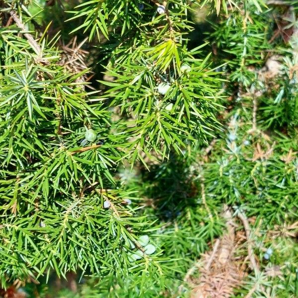 Juniperus communis Leht