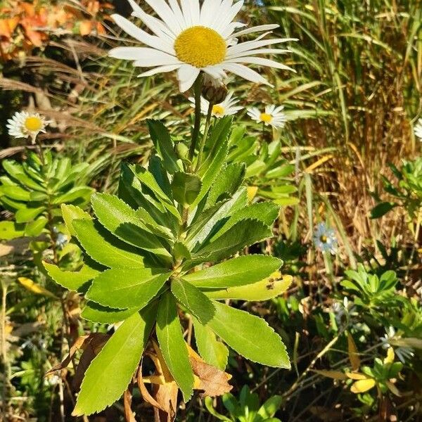 Nipponanthemum nipponicum ᱥᱟᱠᱟᱢ