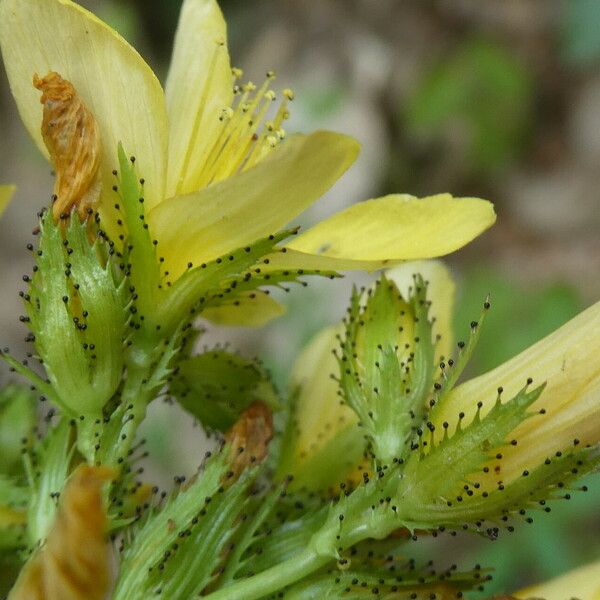 Hypericum montanum Kvet