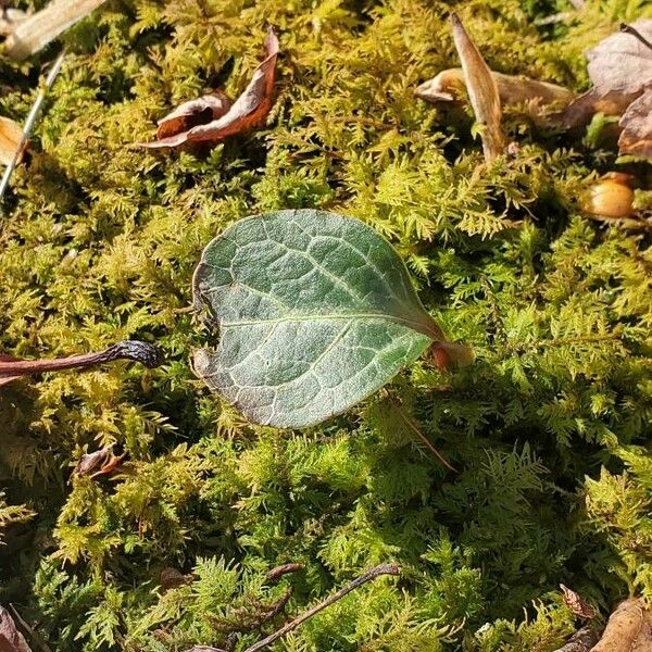 Pyrola chlorantha Folha