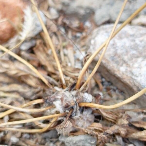 Plantago lagopus Rinde