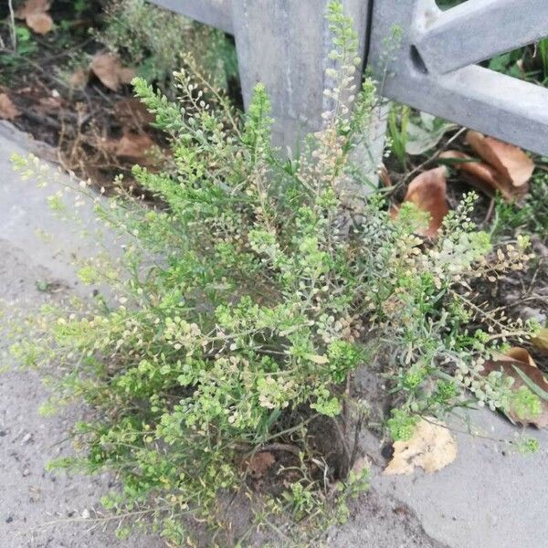 Lepidium ruderale Fruit