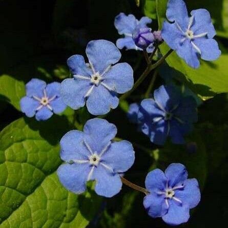 Omphalodes verna പുഷ്പം