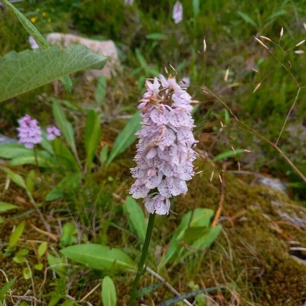 Dactylorhiza maculata Квітка