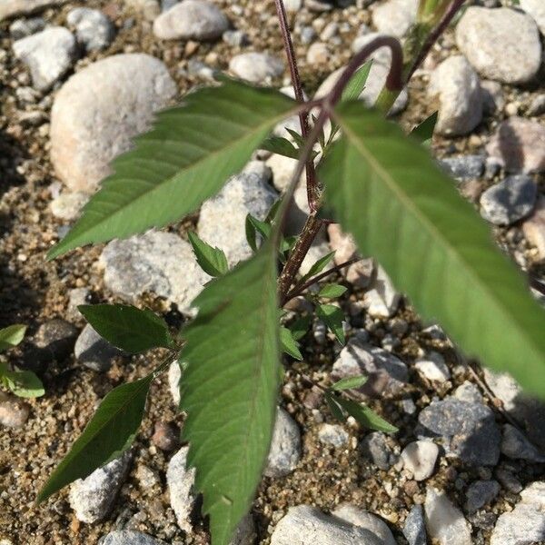 Bidens frondosa Blatt