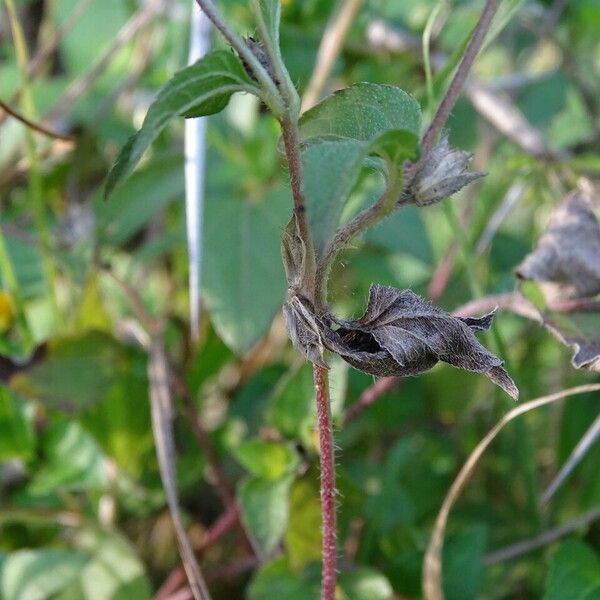 Synedrella nodiflora 樹皮