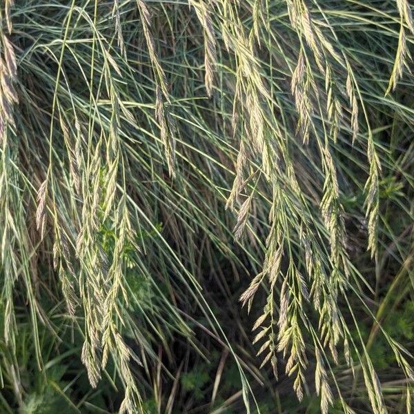 Festuca ovina Flower