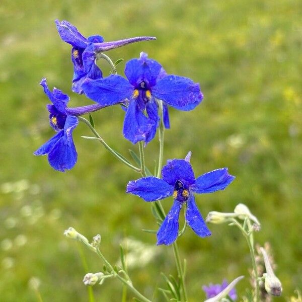 Delphinium grandiflorum Kwiat