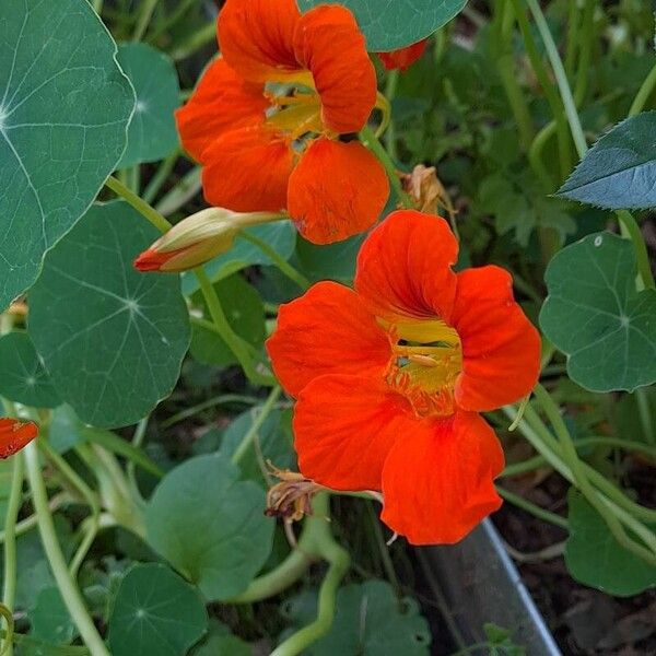 Tropaeolum minus Flor