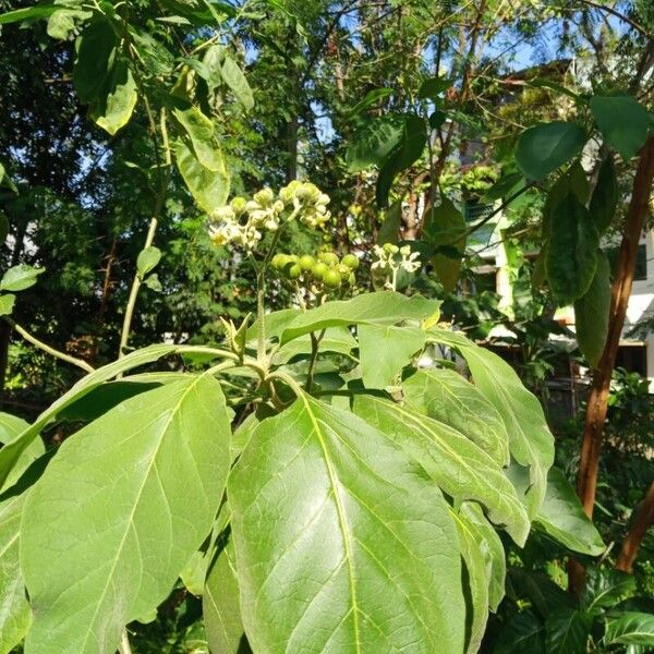 Solanum erianthum Flors