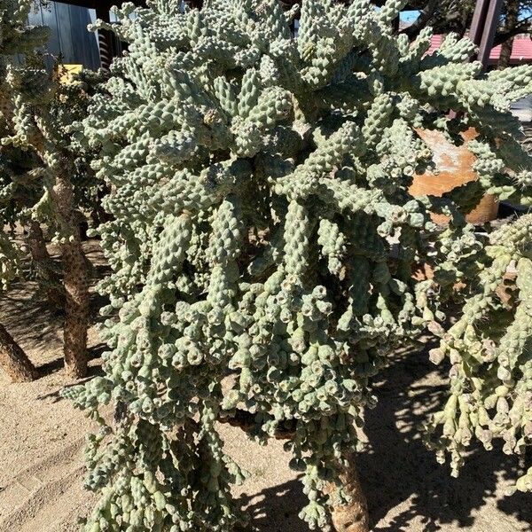 Cylindropuntia fulgida Leaf