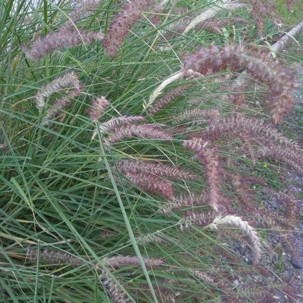 Pennisetum pedicellatum Λουλούδι