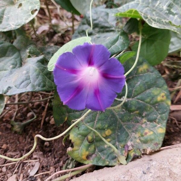 Ipomoea purpurea Kwiat