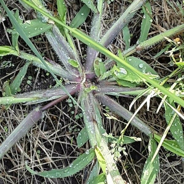 Digitaria sanguinalis 形態