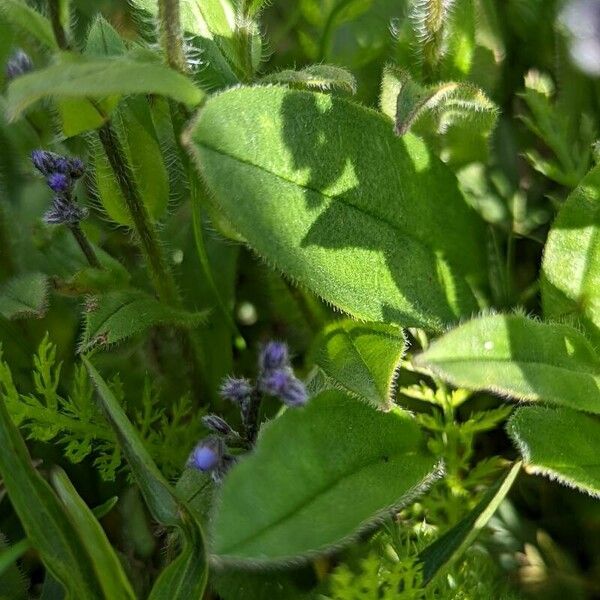 Myosotis alpestris Leaf