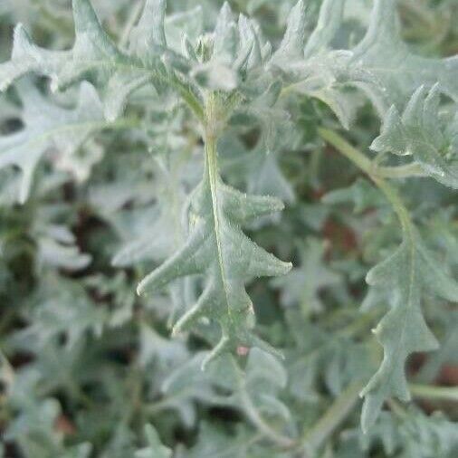 Solanum triflorum Leht