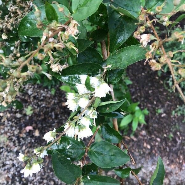 Deutzia crenata Folha