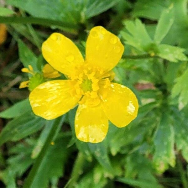 Ranunculus hispidus Flower