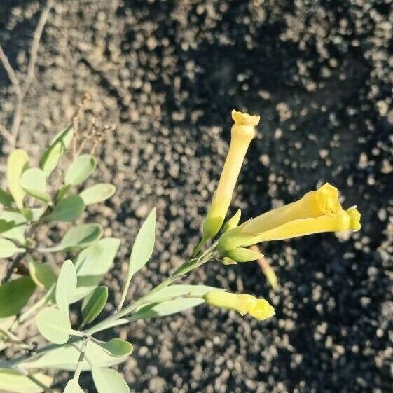 Nicotiana glauca Bloem