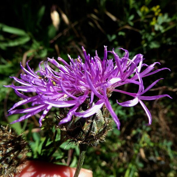 Centaurea scabiosa Floare