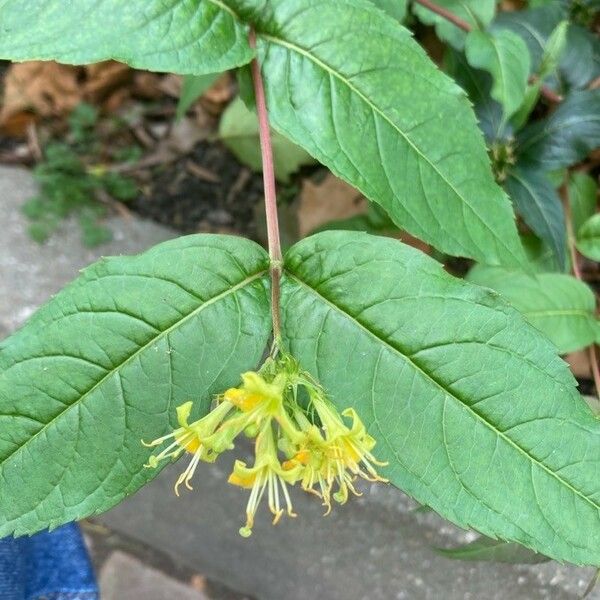 Diervilla lonicera Žiedas