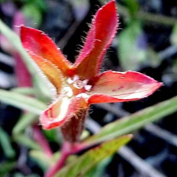 Ludwigia octovalvis Blüte