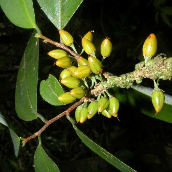 Erythroxylum gracilipes Fruit